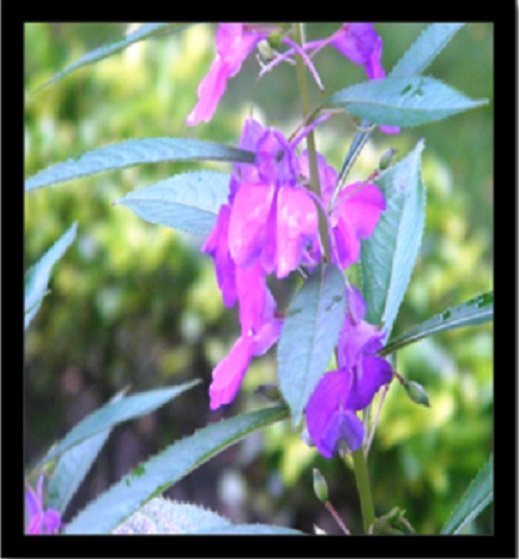 HERBALISM Purple Garden Balsam Gul-mehndi Karna kundala Chirdo Tiuree  Tiraa-miraa Rose balsam Impatiens balsamina living plant. : Amazon.in:  Garden & Outdoors