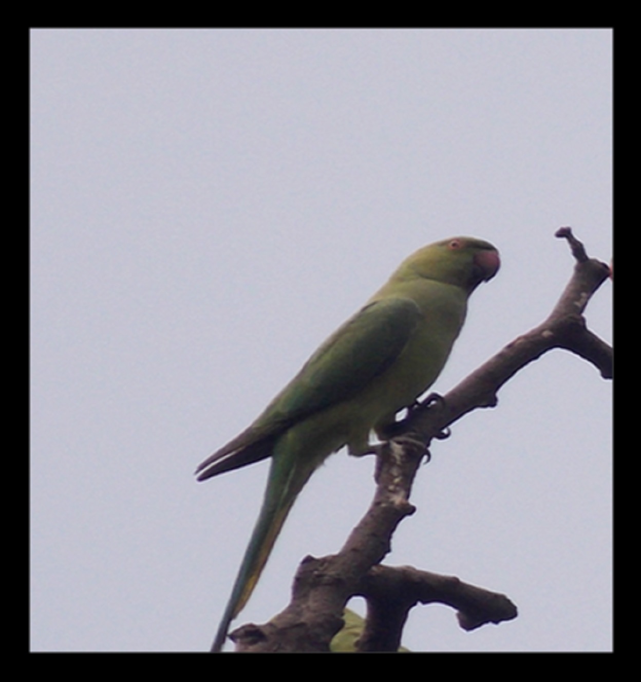 Rose-ringed parakeet | Ring necked parakeet, Parakeet, Parrot